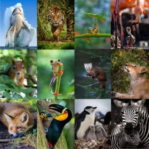 reino animal en webs online de animales