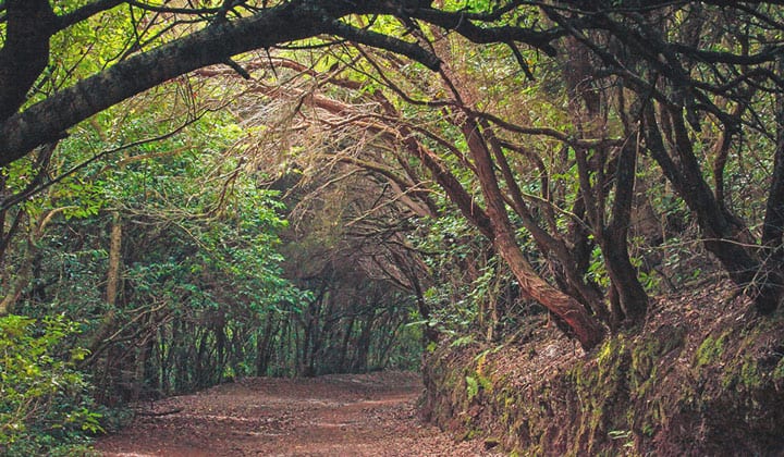 Qué podemos hacer para cuidar los bosques españoles? 18 CONSEJOS